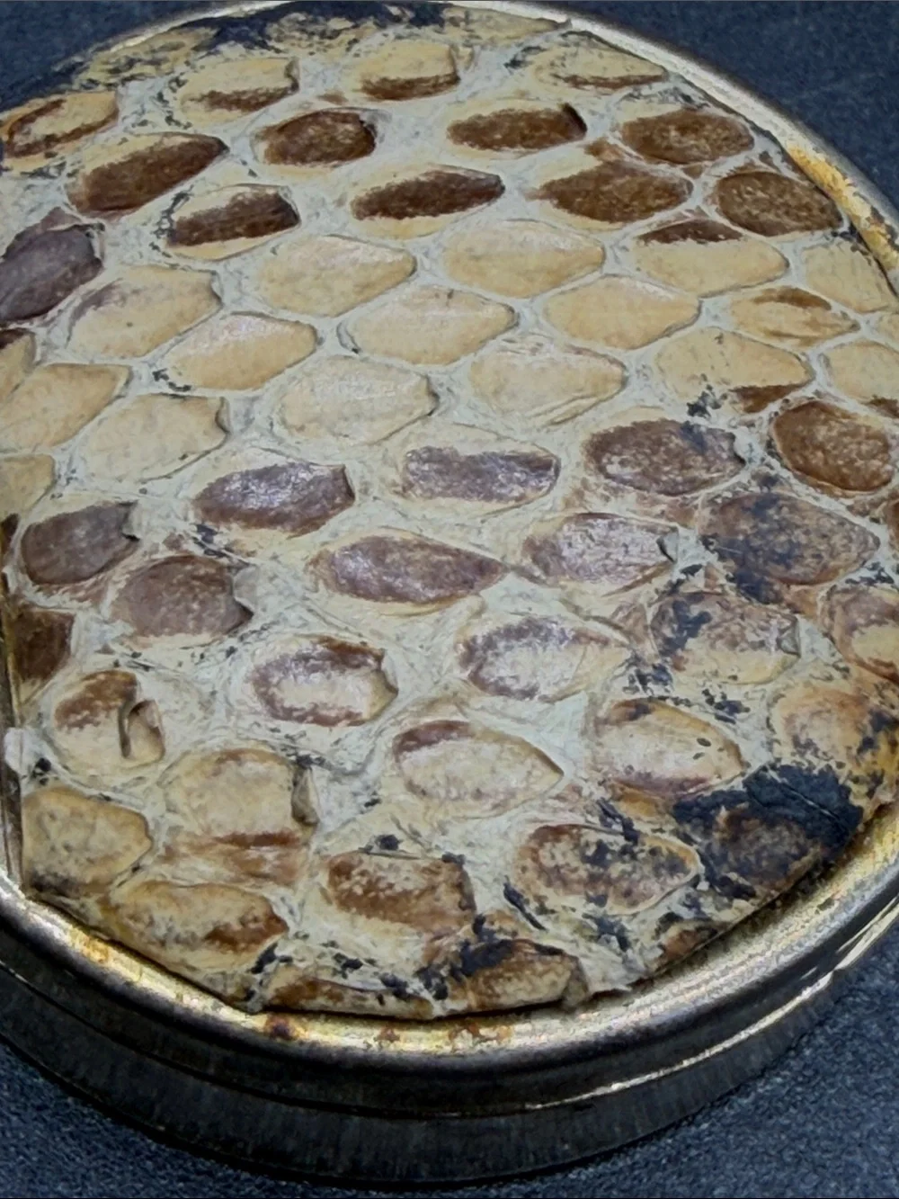 Vintage snakeskin reptile